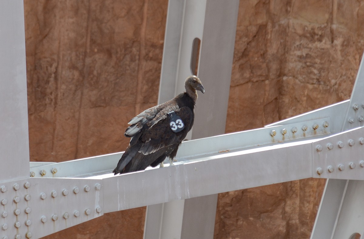 California Condor - ML646552524