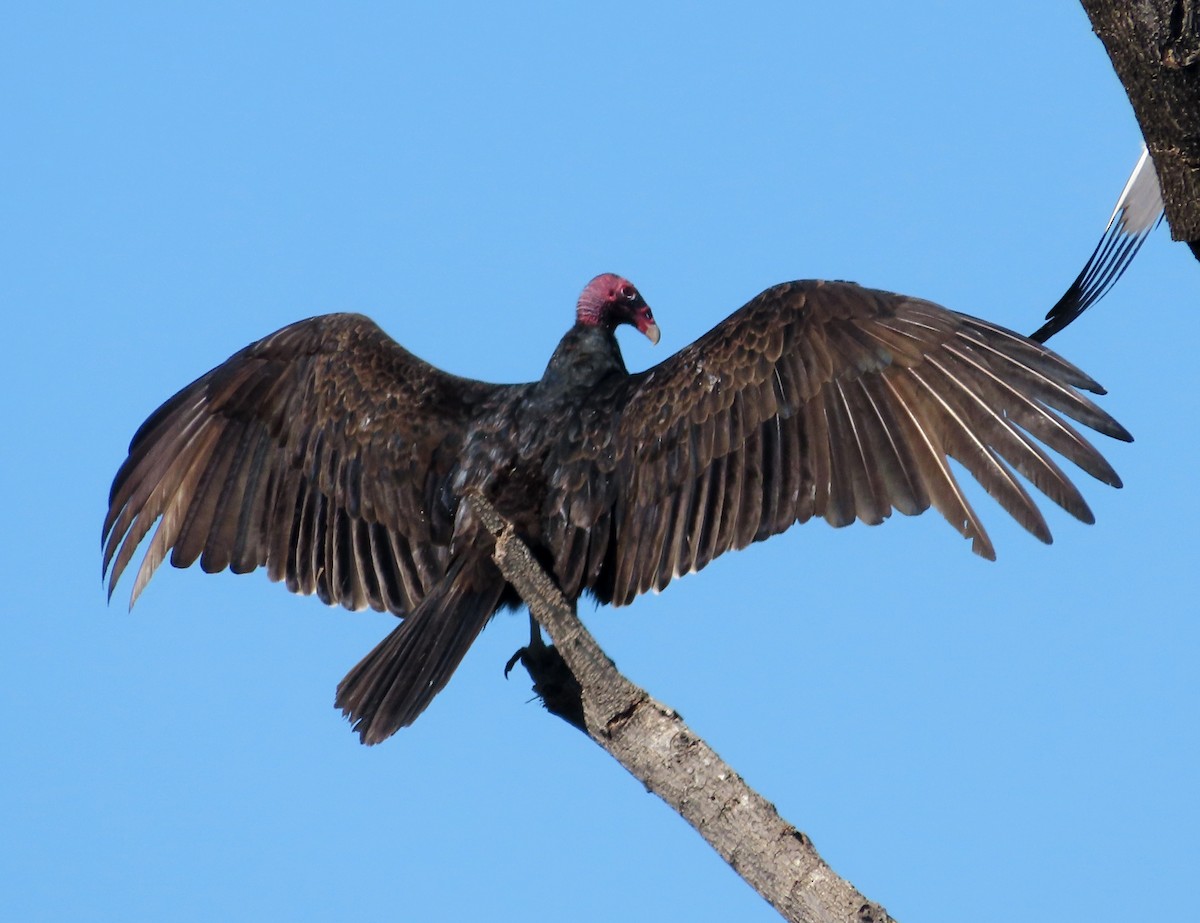 Turkey Vulture - ML646552525
