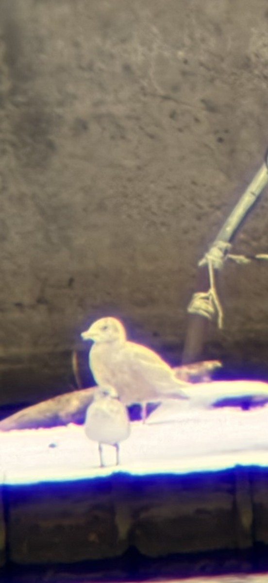 Glaucous Gull - ML646552526