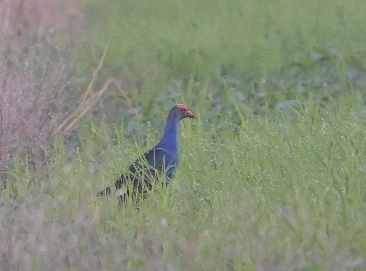 Black-backed Swamphen - ML646552528