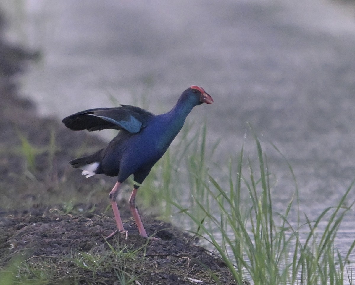 Black-backed Swamphen - ML646552529