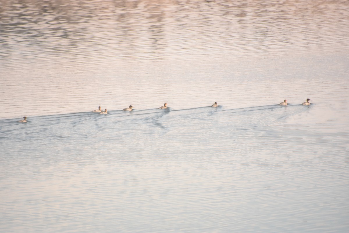 Harle huppé - ML646552531