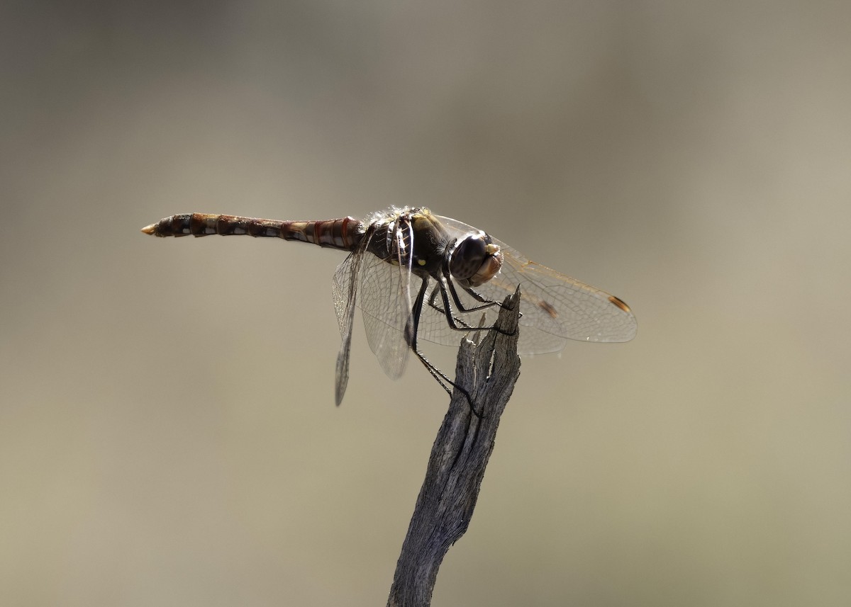 Variegated Meadowhawk - ML646552532