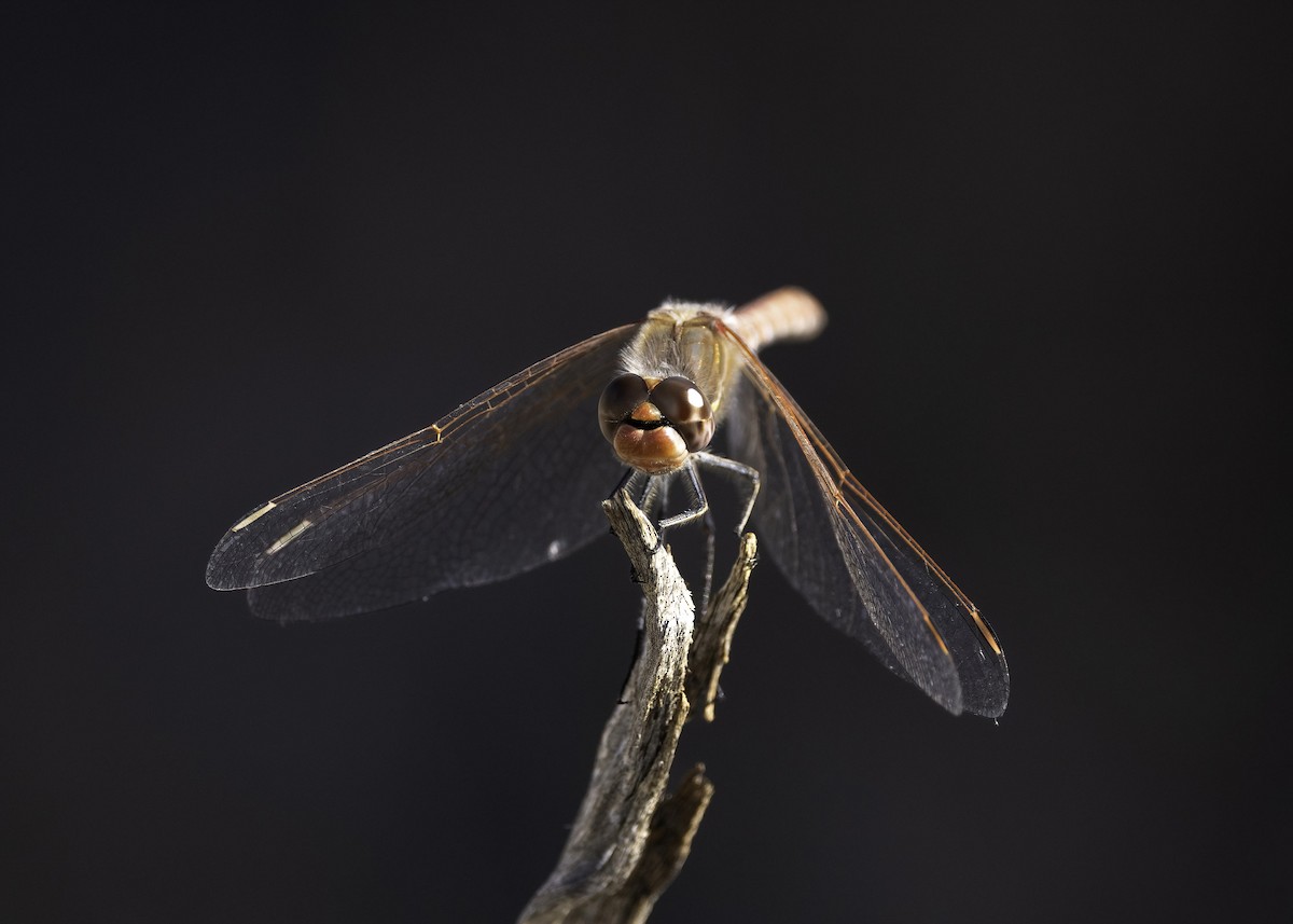 Variegated Meadowhawk - ML646552533