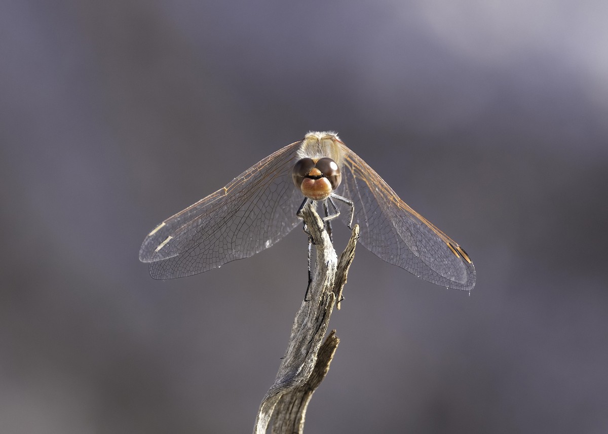 Variegated Meadowhawk - ML646552534