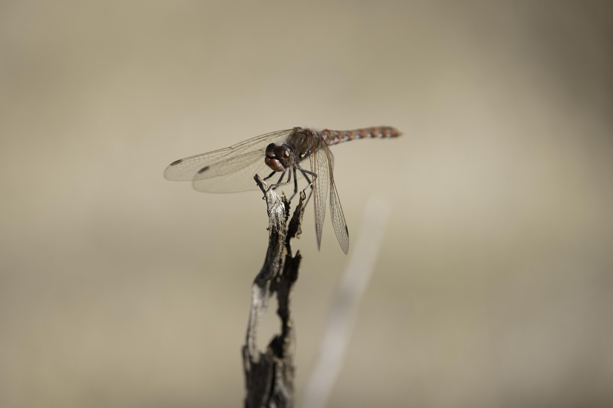 Variegated Meadowhawk - ML646552535
