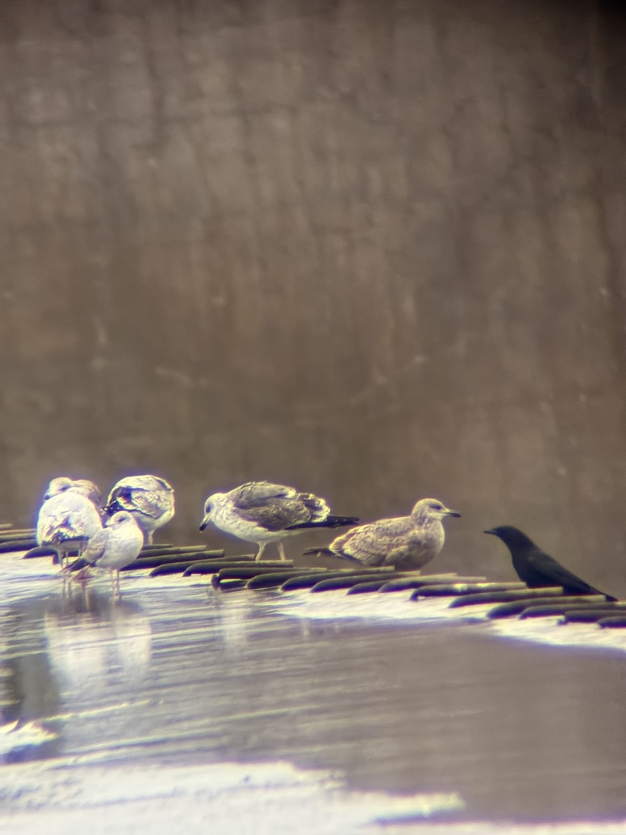 Kara Sırtlı Martı - ML646552540