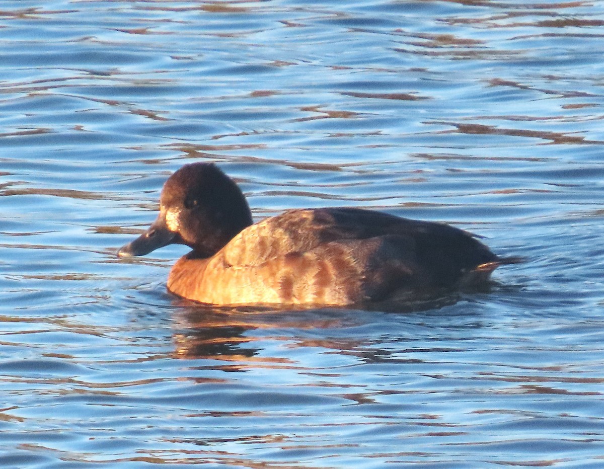 コスズガモ - ML646552541