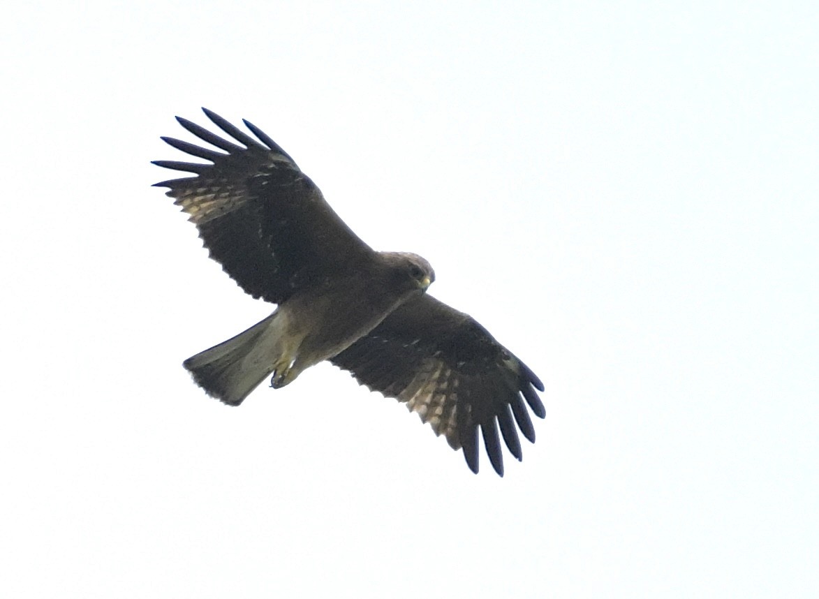 靴隼鵰 - ML646552543