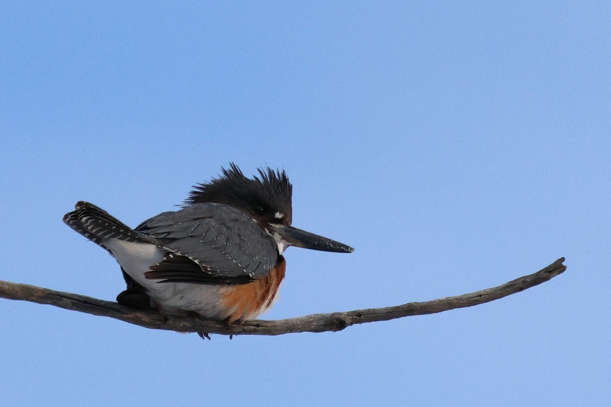 Belted Kingfisher - ML646552545