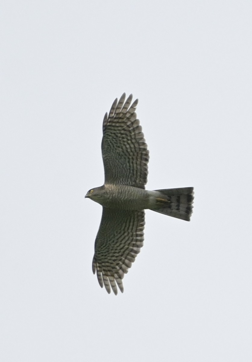 日本松雀鷹 - ML646552546