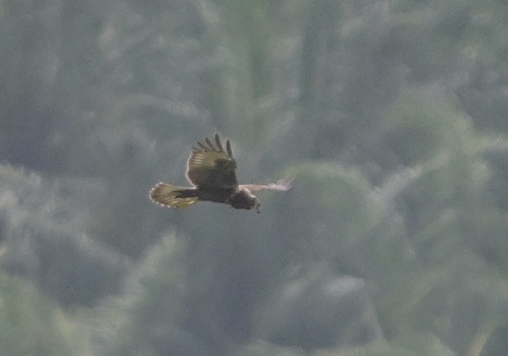 moták východní - ML646552550