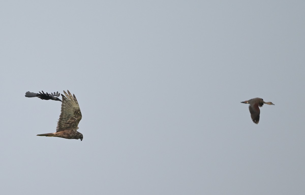 moták východní - ML646552551