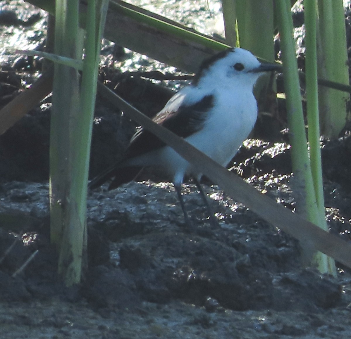 Pied Water-Tyrant - ML646552552