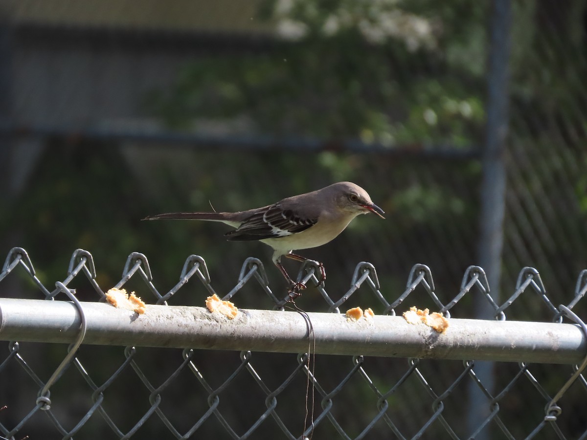 Northern Mockingbird - ML646552554