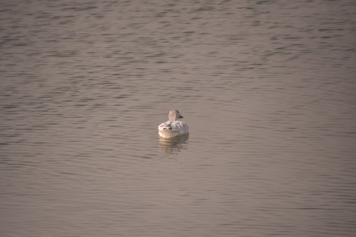 אווז שלג - ML646552556
