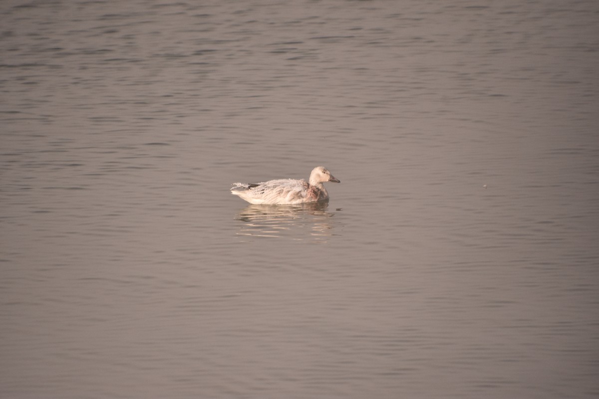 Oie des neiges - ML646552557