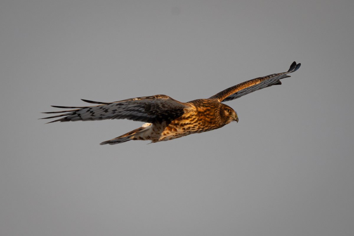 Northern Harrier - ML646552560