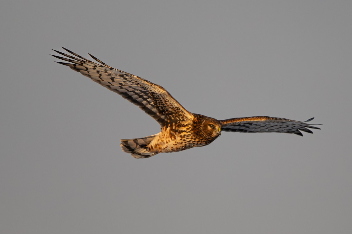 Northern Harrier - ML646552561