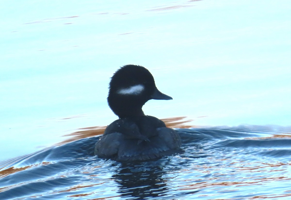 ヒメハジロ - ML646552564