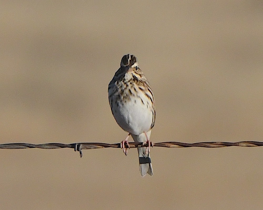 Savannah Sparrow - ML646552565