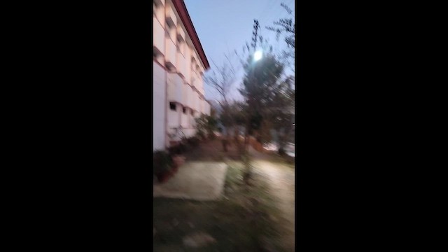 Wanderbaumelster - ML646552569