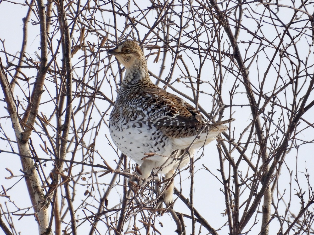 Sharp-tailed Grouse - ML646552570