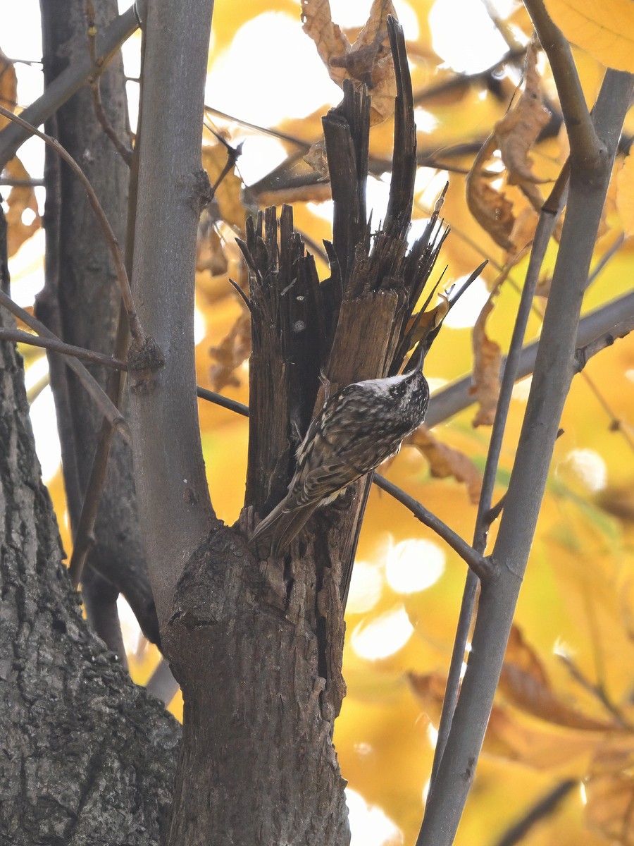 Brown Creeper - ML646552572