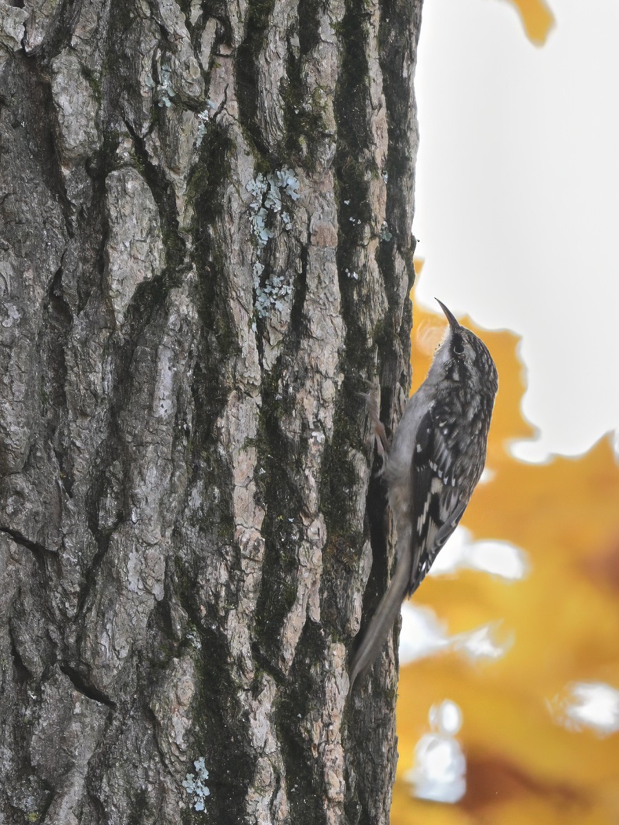 Brown Creeper - ML646552573