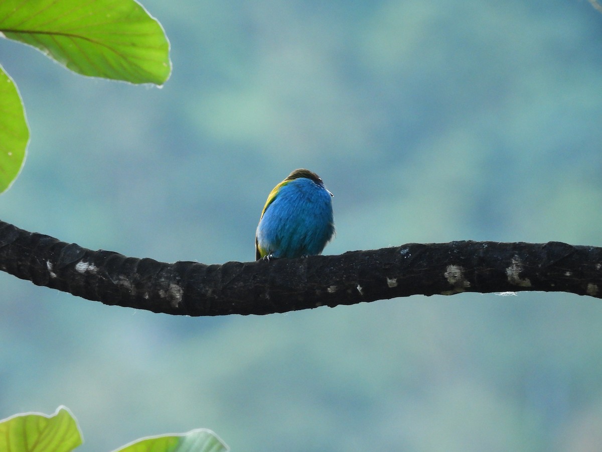 Bay-headed Tanager - ML646552574