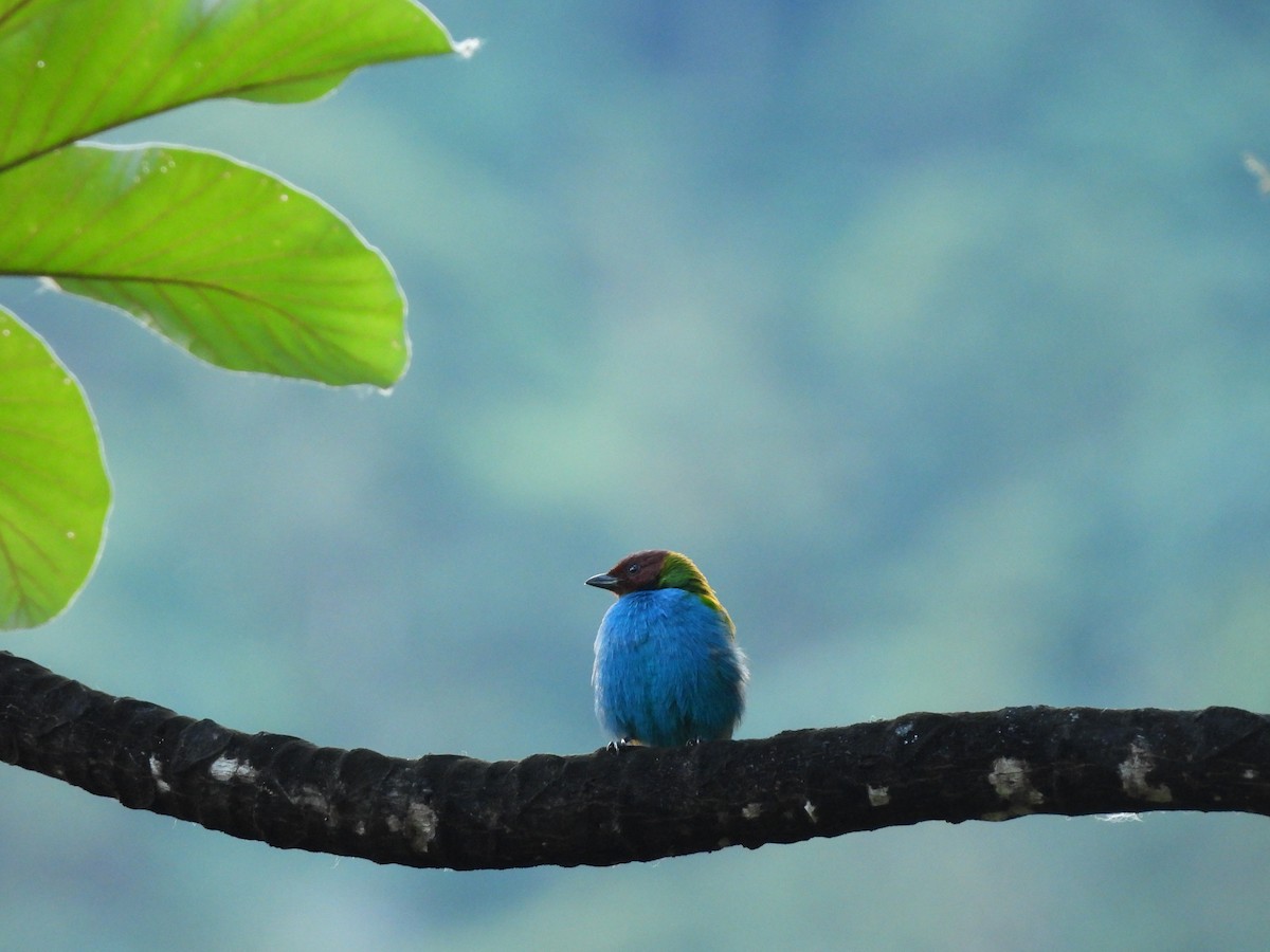 Bay-headed Tanager - ML646552575