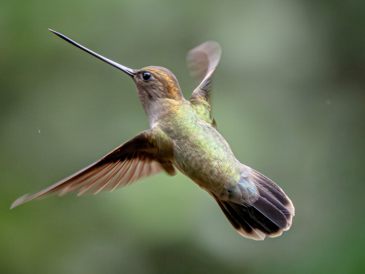 Green-fronted Lancebill - ML646552576