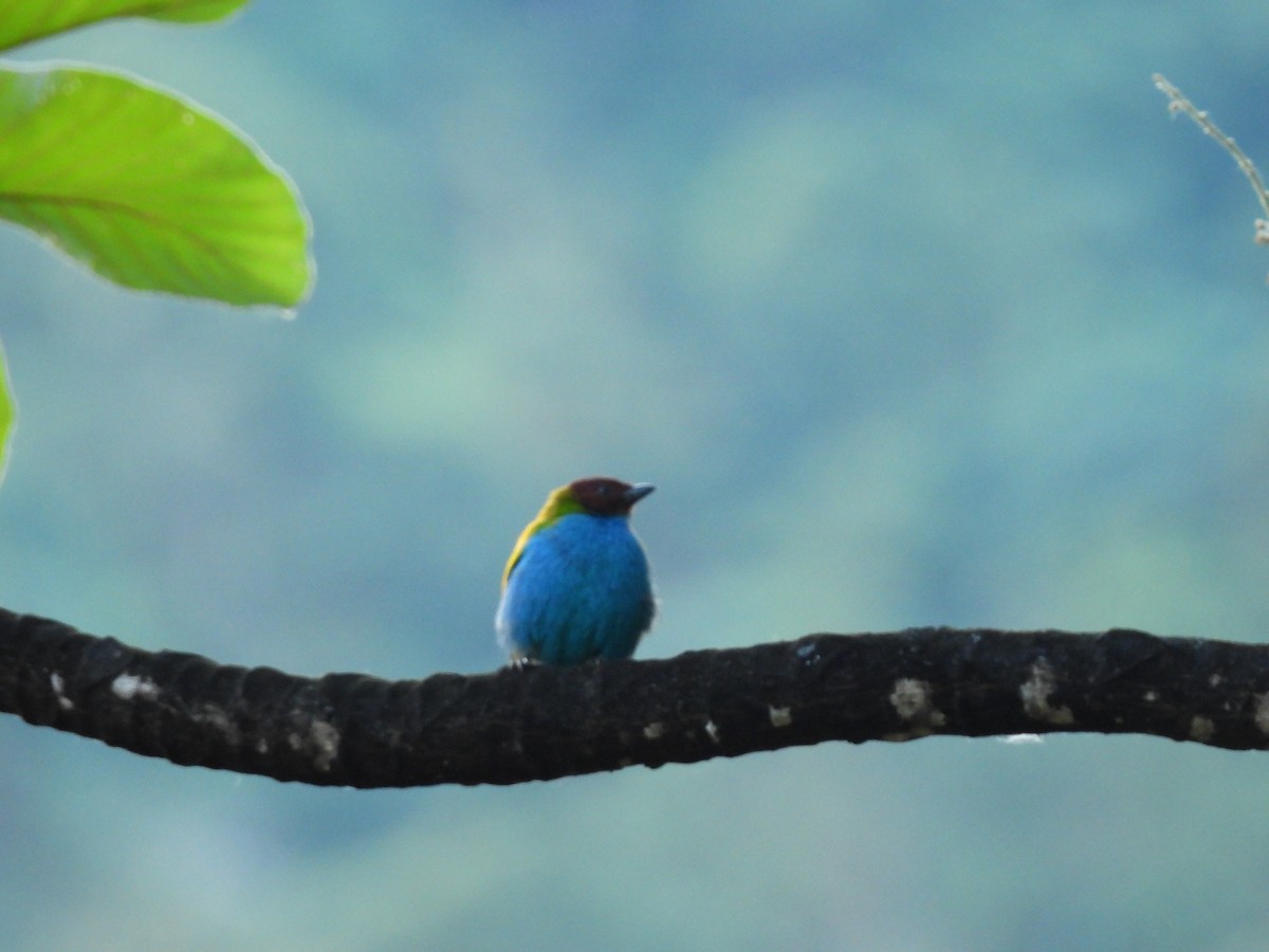 Bay-headed Tanager - ML646552577