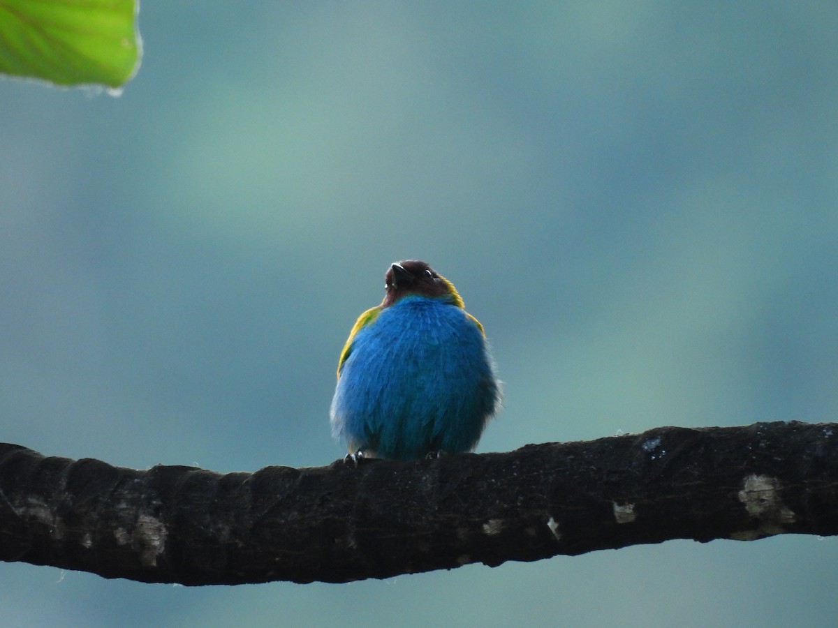 Bay-headed Tanager - ML646552578