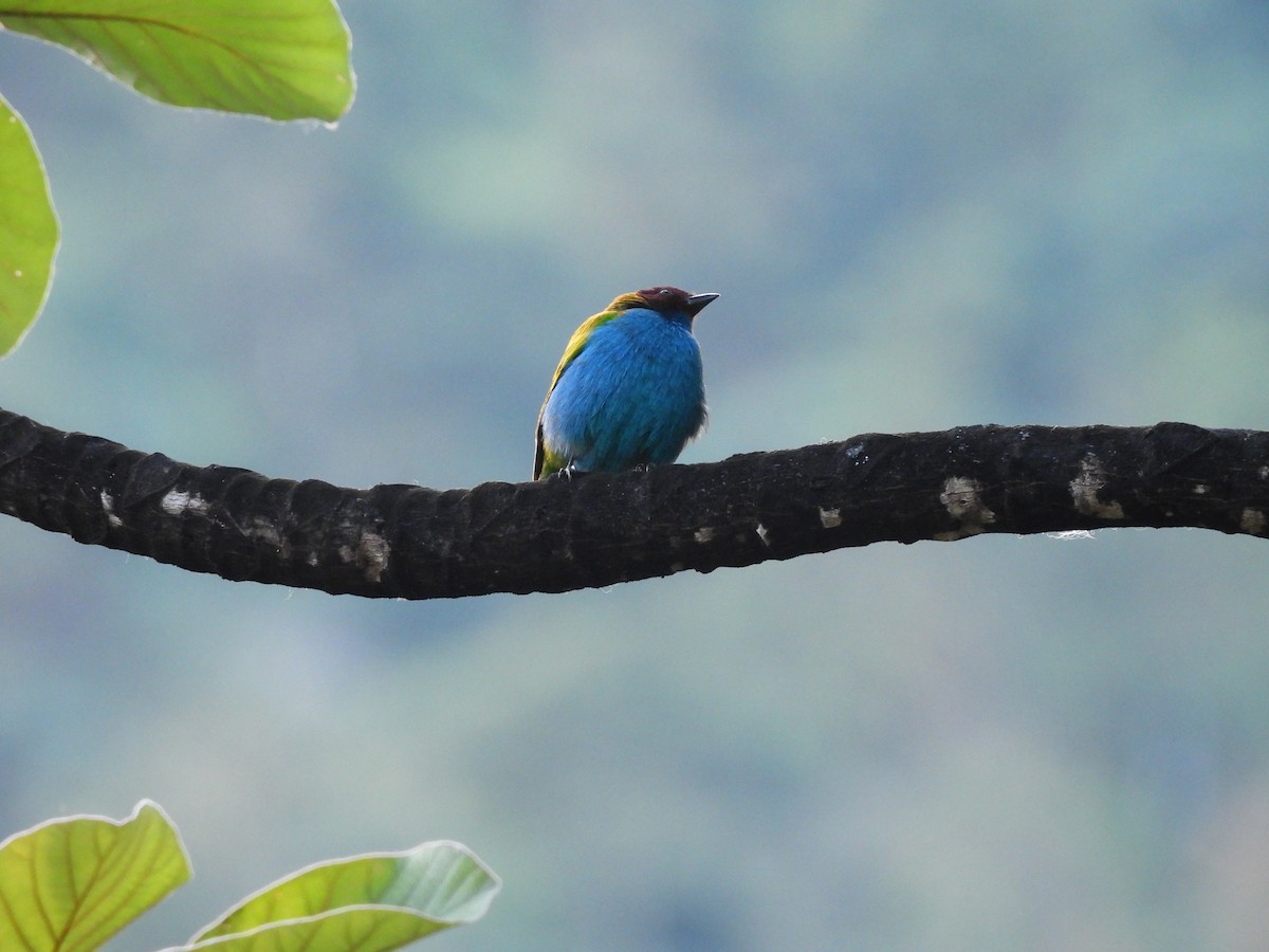 Bay-headed Tanager - ML646552579