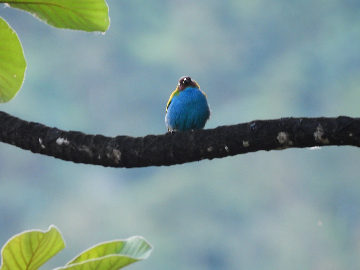 Bay-headed Tanager - ML646552580