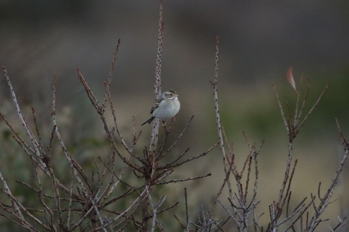 Clay-colored Sparrow - ML646552584