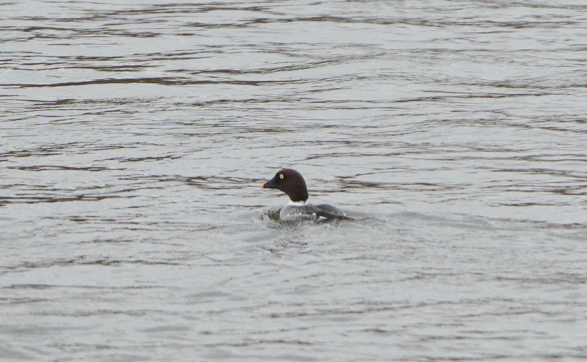 Common Goldeneye - ML646552585