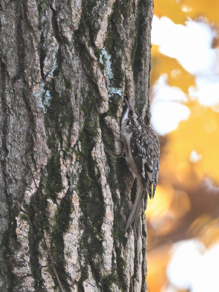 Brown Creeper - ML646552586