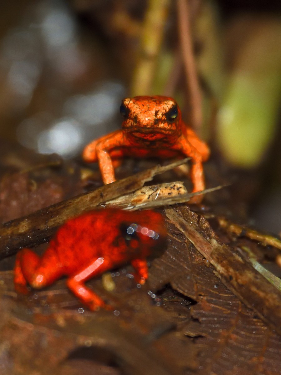 Little Devil Poison Frog - ML646552590
