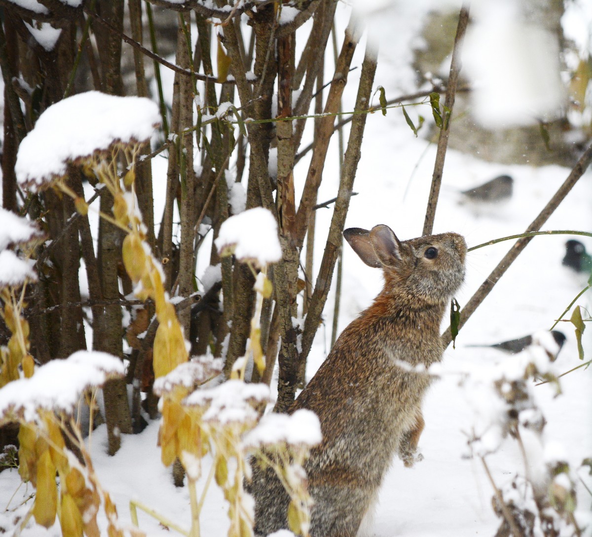 Eastern Cottontail - ML646552591