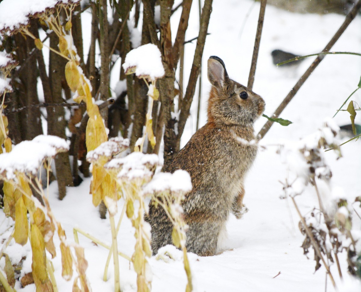Eastern Cottontail - ML646552592