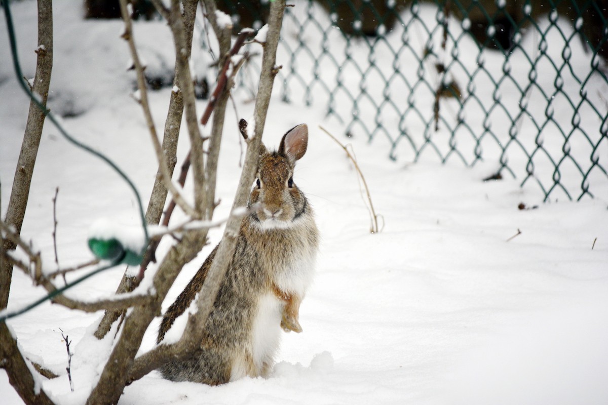 Eastern Cottontail - ML646552595