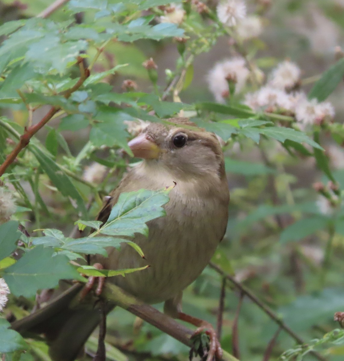 家麻雀 - ML646552596