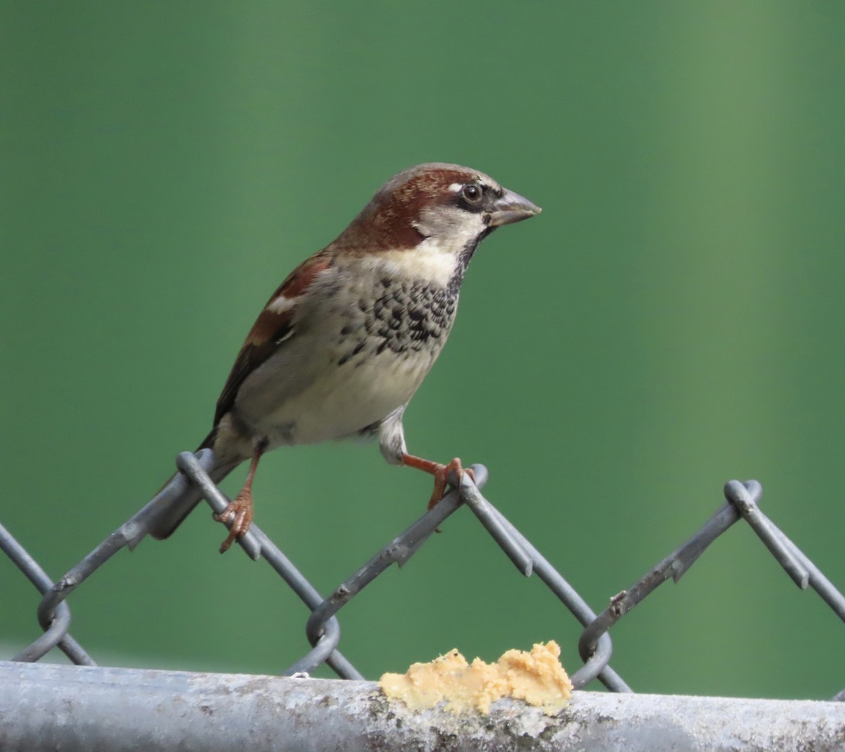 家麻雀 - ML646552597