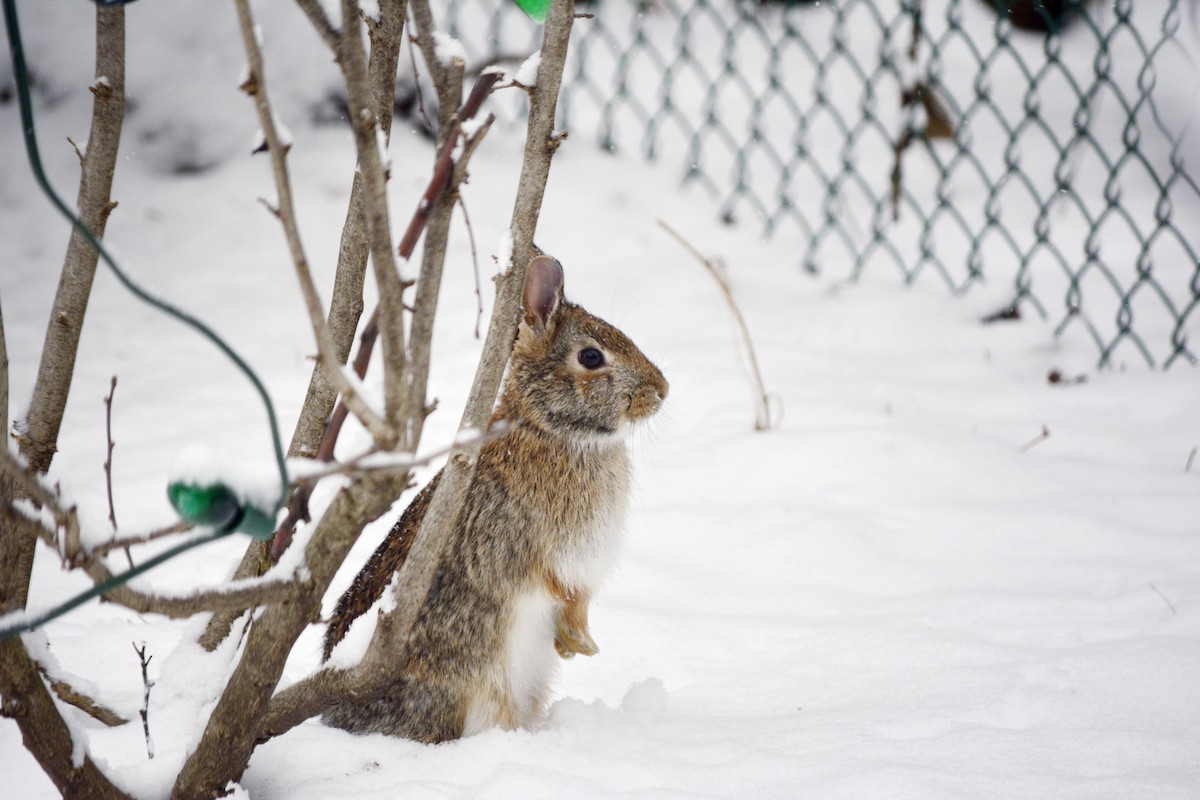 Eastern Cottontail - ML646552599