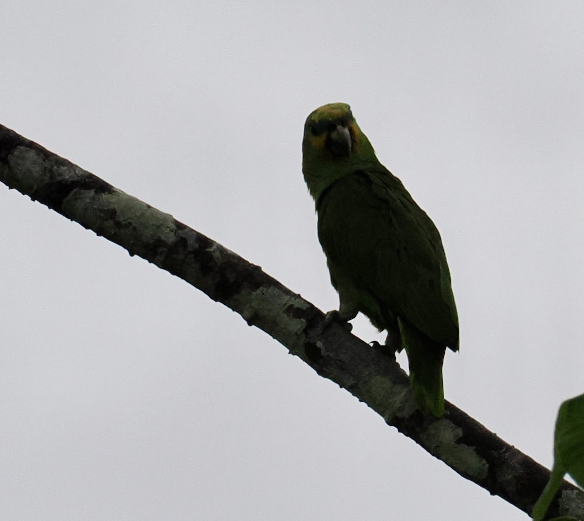 Amazona Alinaranja - ML646552600