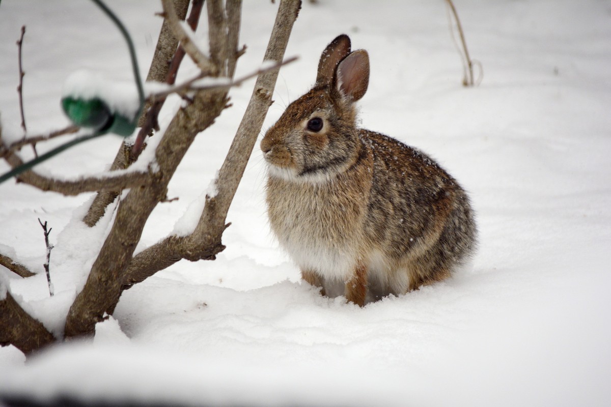 Eastern Cottontail - ML646552602