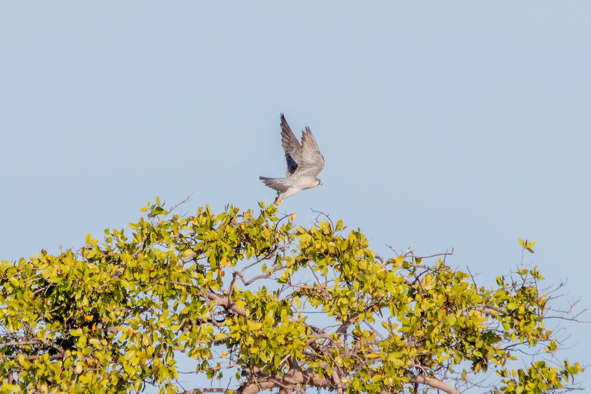 sokol stěhovavý - ML646552607