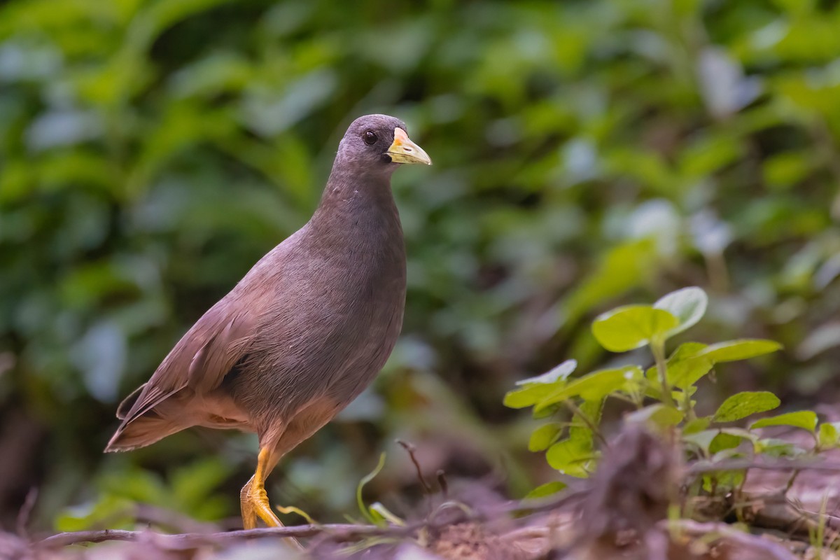 Pale-vented Bush-hen - ML646552608